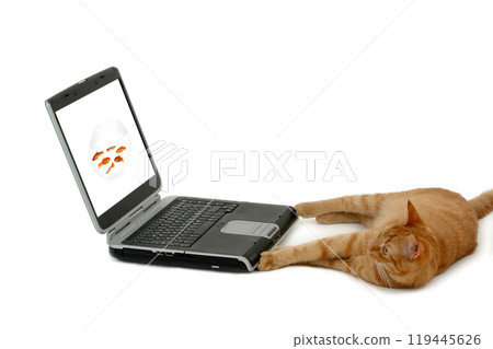 Cat and laptop Cat and laptop 119445626