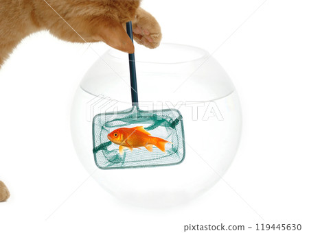 Cat fishing 119445630