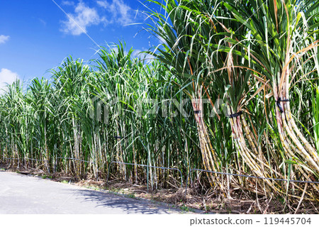Sugar Cane 119445704