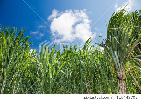 Sugar Cane 119445705