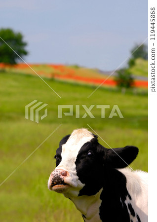 Funny cow Funny cow 119445868