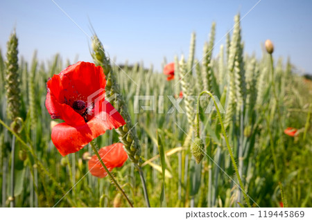 Red poppy Red poppy 119445869