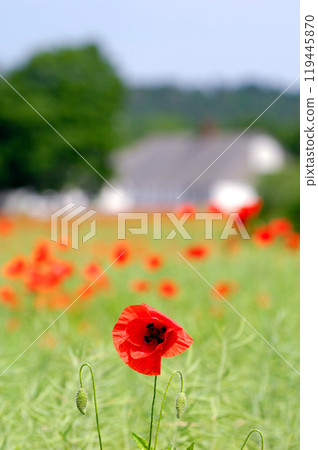 Poppy and farm Poppy and farm 119445870