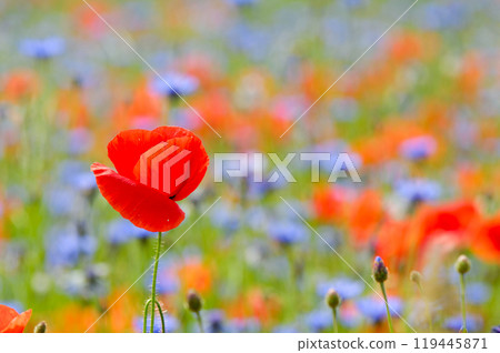 red poppy red poppy 119445871
