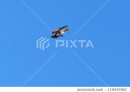 Flying Siberian flycatcher 119445962