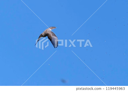 Flying Siberian flycatcher 119445963