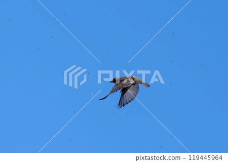 Flying Siberian flycatcher 119445964
