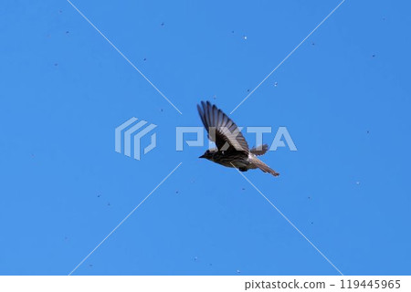 Flying Siberian flycatcher 119445965