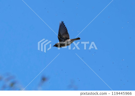 Flying Siberian flycatcher 119445966