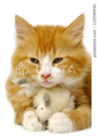 Kitten with mouse Kitten with mouse 119446048