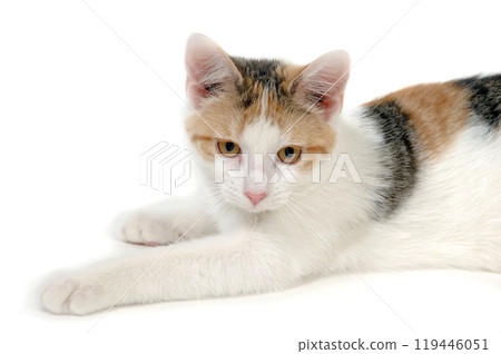 Kitten is resting 119446051