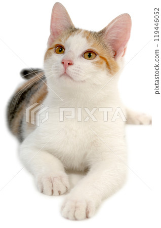 Cat on white background 119446052