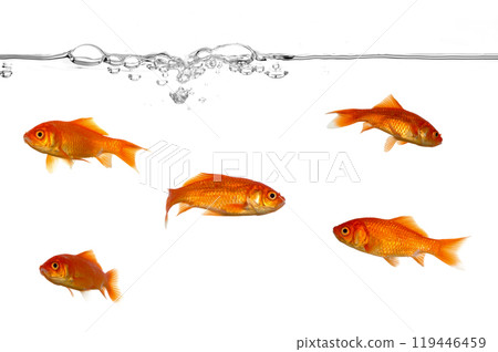 Water line and gold fish 119446459