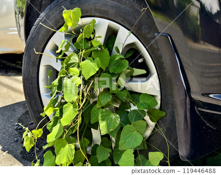 A black car that has a broken tire and is covered with leaves A black car that has a broken tire and is covered with leaves 119446488