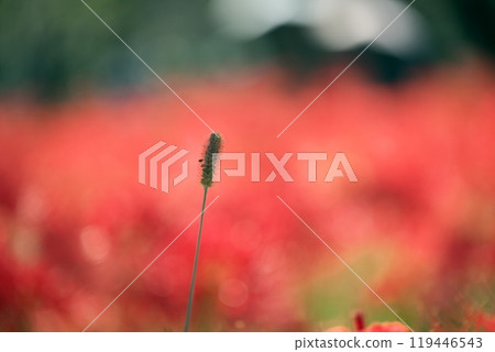 Cat slaughter and amarish flag 119446543
