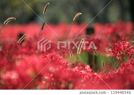 Cat slaughter and amarish flag 119446548