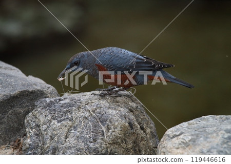 Rock Thrush eating fishing bait 119446616