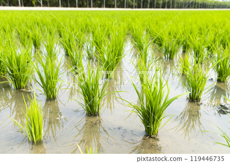Close-up of rice seedlings growing in the fields of Taiwan. Close-up of rice seedlings growing in the fields of Taiwan. 119446735