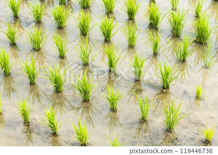 Close-up of rice seedlings growing in the fields of Taiwan. 119446736