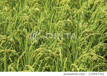 稻穗特寫，農業 119447302