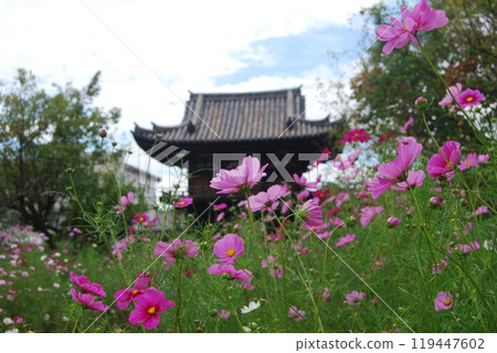 Scenery of Hannya-ji Temple with cosmos flowers in bloom Scenery of Hannya-ji Temple with cosmos flowers in bloom 119447602