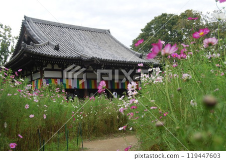 Scenery of Hannya-ji Temple with cosmos flowers in bloom 119447603