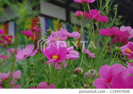 般若寺秋櫻花盛開的景色 119447606