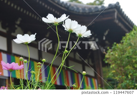 般若寺秋櫻花盛開的景色 119447607