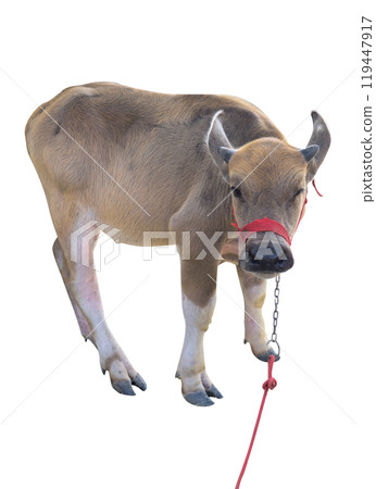 Top view of young buffalo, focus selective 119447917