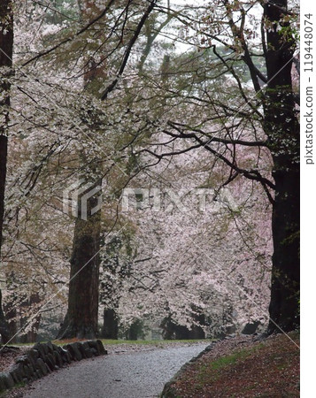 Cherry blossoms at Omiya Park Cherry blossoms at Omiya Park 119448074