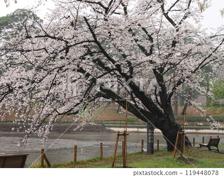 大宮公園的櫻花 大宮公園的櫻花 119448078