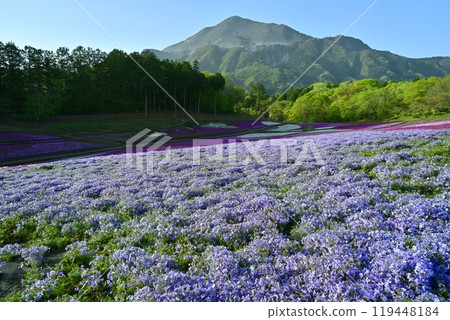 秩父羊山公園內福祿考盛開的山丘上的武甲山 秩父羊山公園內福祿考盛開的山丘上的武甲山 119448184