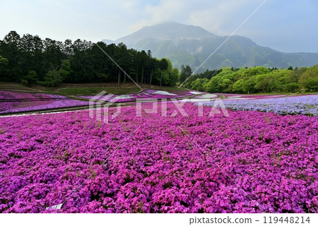 秩父羊山公園內盛開的福祿考山上，霧氣繚繞的武甲山 119448214