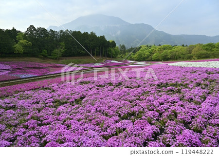 秩父羊山公園內盛開的福祿考山上，霧氣繚繞的武甲山 119448222