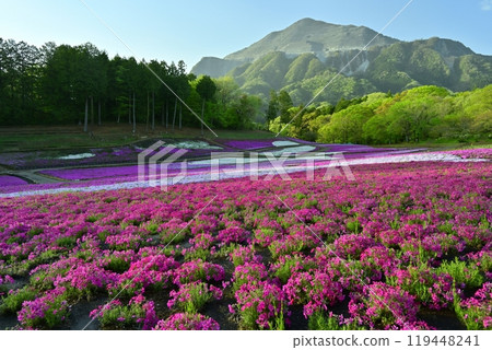 秩父羊山公園內福祿考盛開的山丘上的武甲山 119448241