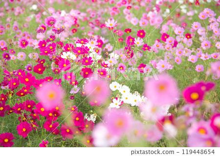 Cosmos field heralding autumn 119448654