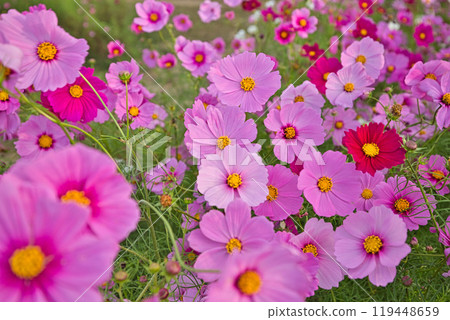 宇宙田預示著秋天 119448659