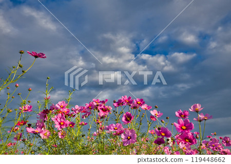Cosmos field heralding autumn 119448662