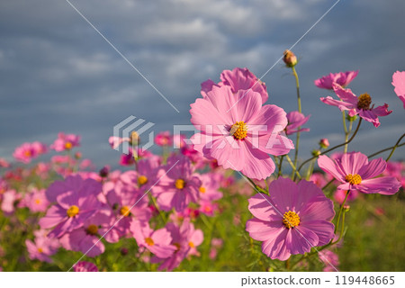 Cosmos field heralding autumn Cosmos field heralding autumn 119448665