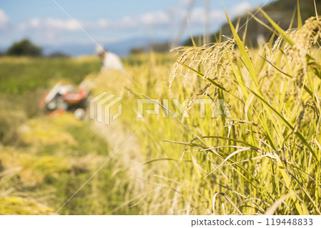 Image of rice harvesting: Rice ears and a man harvesting rice using a hand-pushed rice harvester binder 119448833