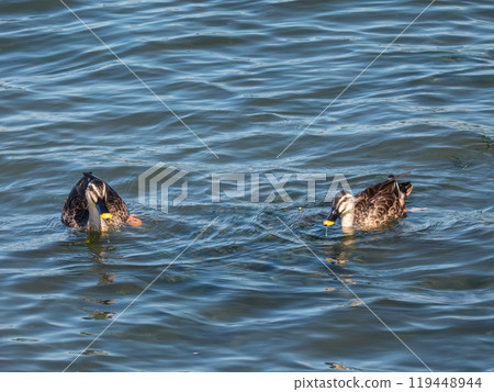 Spot-billed duck in Yodogawa Spot-billed duck in Yodogawa 119448944