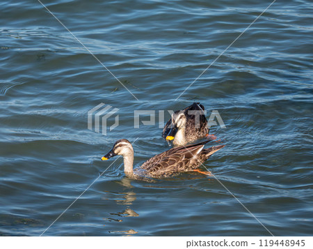 Spot-billed duck in Yodogawa Spot-billed duck in Yodogawa 119448945