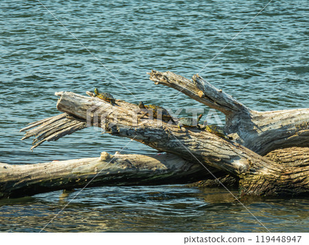 Red-eared slider that dries on the driftwood Red-eared slider that dries on the driftwood 119448947