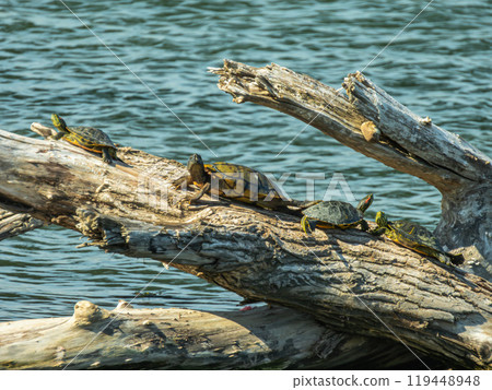 Red-eared slider that dries on the driftwood Red-eared slider that dries on the driftwood 119448948