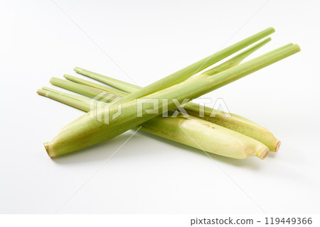 Image of makomodake (bamboo shoot) Image of makomodake (bamboo shoot) 119449366