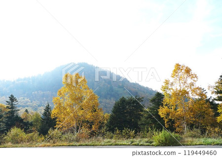 信州之秋:從志賀草津路眺望志賀高原白樺林秋葉 信州之秋:從志賀草津路眺望志賀高原白樺林秋葉 119449460