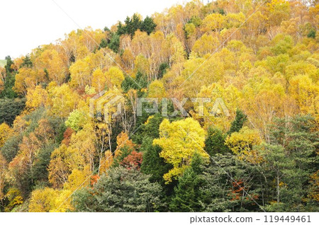 信州之秋：從志賀草津路眺望志賀高原白樺林秋葉 119449461