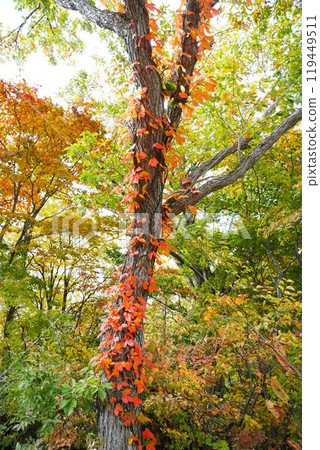 信州之秋:志賀高原丸池湖入口處的紅葉 信州之秋:志賀高原丸池湖入口處的紅葉 119449511