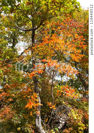信州之秋：志賀高原丸池湖入口處的紅葉 119449512