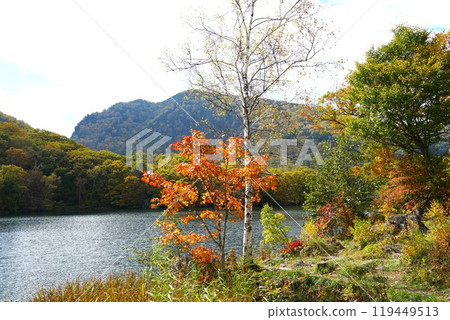 信州的秋天,志賀高原丸池湖畔的秋葉風景 信州的秋天,志賀高原丸池湖畔的秋葉風景 119449513